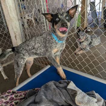 Rescue Australian Cattle Dog Blue Heeler Dogs for Adoption in Blair, Wisconsin - MJ | PetCurious