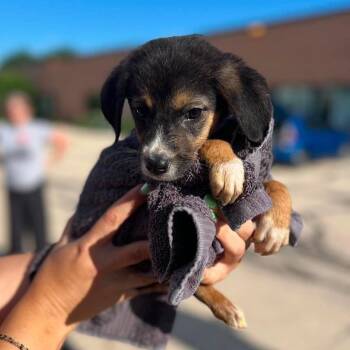 Rex -  Chihuahua and Mixed Breed Dog for Adoption in Campton Hills, Illinois - Rex | PetCurious