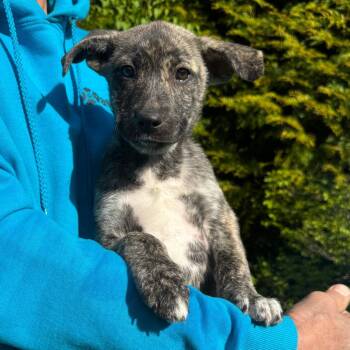 Husky and Shepherd Dogs Available for Adoption in Eastford, Connecticut - NY Margarita Avail May 9 (Carmel NY Fire Dept) | PetCurious