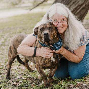 Rescue Pit Bull Terrier Dogs for Adoption in Saint George, Vermont - Fletcher | PetCurious