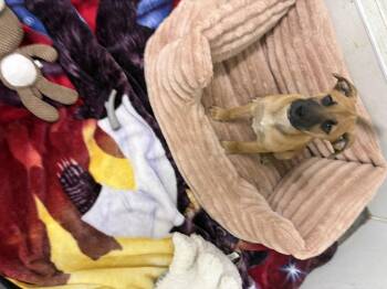 Ruby -  Hound Dog for Adoption in Rogersville, Tennessee - Ruby | PetCurious