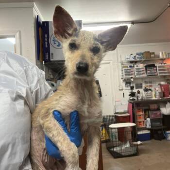 Mixed Breed Dogs Available for Adoption in Edinburg, Texas - Baby Dragon | PetCurious