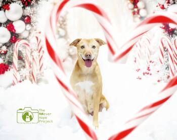 Rescue Labrador Retriever Dogs for Adoption in St. Augustine, Florida - Princess | PetCurious