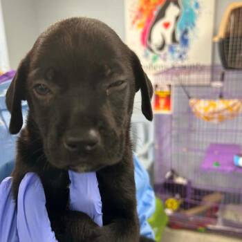 Brioche -  Mixed Breed Dog for Adoption in Duncan, Oklahoma - Brioche | PetCurious