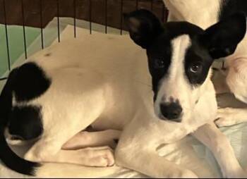 Charlie -  Border Collie and Labrador Retriever Dog for Adoption in Liverpool, Texas - Charlie | PetCurious