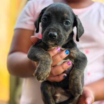 Jacob -  Mixed Breed Dog for Adoption in Buffalo, Minnesota - Jacob | PetCurious