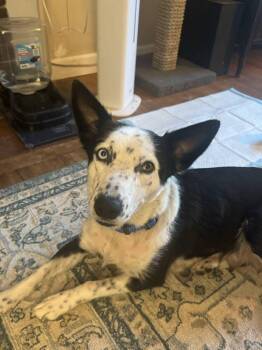 Border Collie and Husky Dogs Available for Adoption in Spokane, Washington - Heidi Macavoy | PetCurious