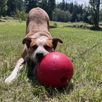 Rescue Cattle Dog Dogs for Adoption in Friday Harbor, Washington - Cheeto (Courtesy Post) | PetCurious