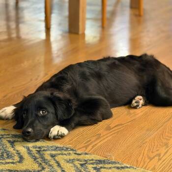 Golden Retriever and Australian Shepherd Dogs Available for Adoption in Chatham, New Jersey - Thor | PetCurious