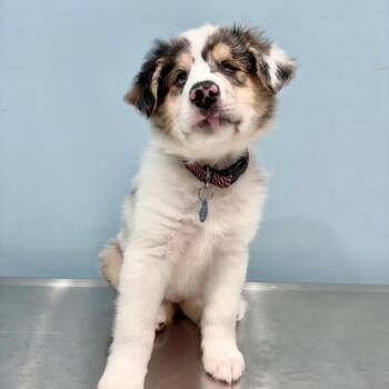 Landon -  Australian Shepherd Dog for Adoption in Portland, Oregon - Landon | PetCurious