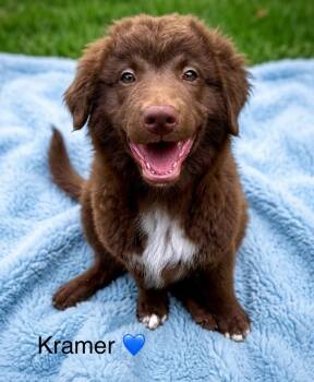 Australian Shepherd Dogs Available for Adoption - Kramer | PetCurious