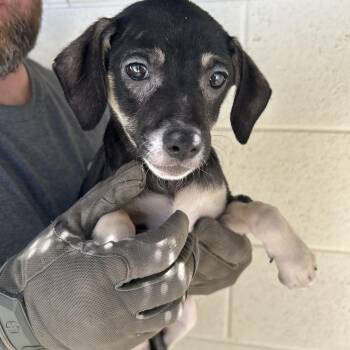 Chihuahua Dogs Available for Adoption in Manchester, Tennessee - Sage | PetCurious