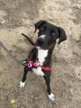 Rescue Great Dane and Mixed Breed Dogs for Adoption in Loveland, Colorado - GIDGET | PetCurious
