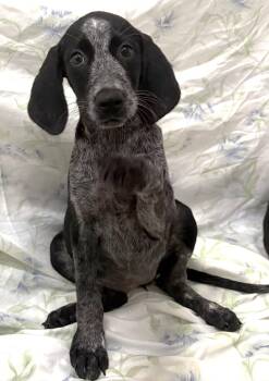 261392  Tallapoosa -  German Wirehaired Pointer and English Springer Spaniel Dog for Adoption in Wetumpka, Alabama - 261392  Tallapoosa | PetCurious
