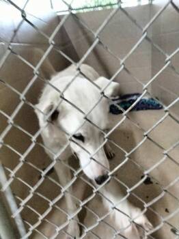 Rescue Mixed Breed Dogs for Adoption in Port St. Joe, Florida - Iris | PetCurious