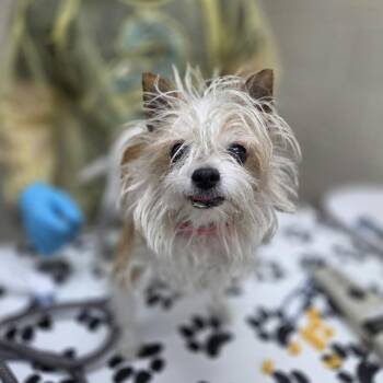 Wirehaired Terrier Dogs Available for Adoption in Incline Village, Nevada - Ruth | PetCurious