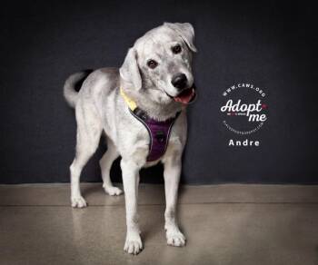 Andre -  Great Pyrenees and Husky Dog for Adoption in Millcreek, Utah - Andre | PetCurious
