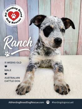 Ranch -  Cattle Dog Dog for Adoption in Joliet, Illinois - Ranch | PetCurious