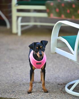 Bella Claire -  Miniature Pinscher and Italian Greyhound Dog for Adoption in Falmouth, Maine - Bella Claire | PetCurious