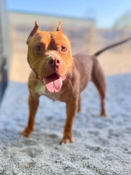 American Bulldog Dogs Available for Adoption in Muskegon, Michigan - Gia | PetCurious
