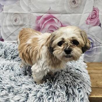 Shih Tzu Dogs Available for Adoption - Memphis Belle | PetCurious