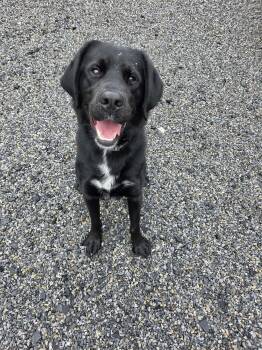 Duke -  Bernese Mountain Dog and Labrador Retriever Dog for Adoption in Lock Haven, Pennsylvania - Duke | PetCurious
