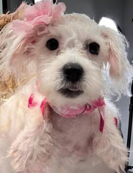 Cindy-Little 3mo Puppy! -  Maltese and Lhasa Apso Dog for Adoption in Fort Myers, Florida - Cindy-Little 3mo Puppy! | PetCurious