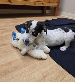 Rescue Retriever Dogs for Adoption in Woodstock, Illinois - Ranger | PetCurious