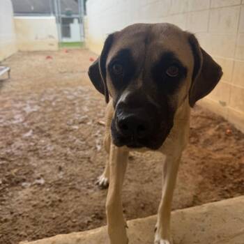 ELLIE 1821 -  Mastiff and Mixed Breed Dog for Adoption in Loxahatchee Groves, Florida - ELLIE 1821 | PetCurious