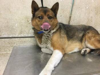 FLOOF -  Akita and Mixed Breed Dog for Adoption in Riverside, California - FLOOF | PetCurious