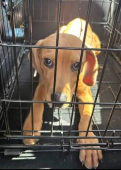 Mountain Cur Dogs Available for Adoption in Cave Spring, Virginia - Simon | PetCurious