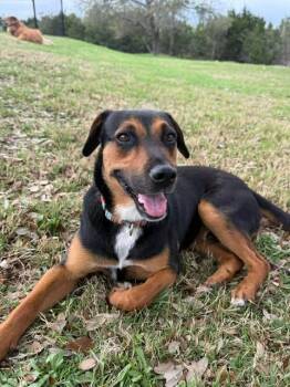 Shepherd Dogs Available for Adoption - Rio | PetCurious