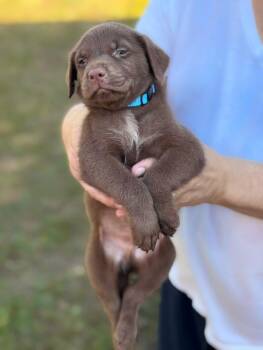 Rescue Labrador Retriever Dogs for Adoption in Sand Lake, Florida - Light Blue | PetCurious