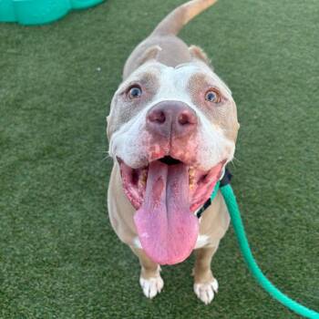 Penni -  Pit Bull Terrier Dog for Adoption in Philadelphia, Pennsylvania - Penni | PetCurious