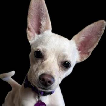Chihuahua Dogs Available for Adoption in Pacifica, California - Peanut | PetCurious