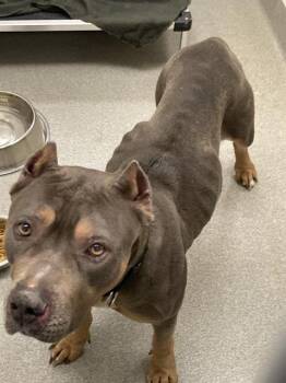 Boxer and Mixed Breed Dogs Available for Adoption in Omaha, Nebraska - ABUELA | PetCurious