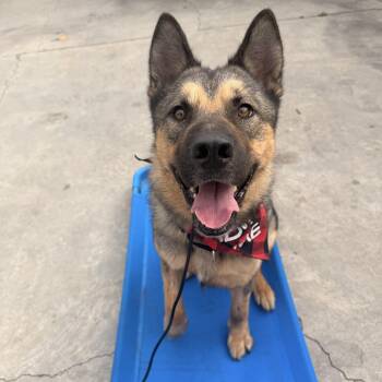 Koda -  Siberian Husky and German Shepherd Dog Dog for Adoption in Los Angeles, California - Koda | PetCurious