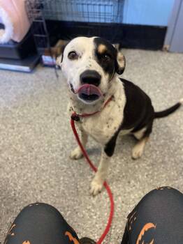 Molly Rae -  Hound Dog for Adoption in Front Royal, Virginia - Molly Rae | PetCurious
