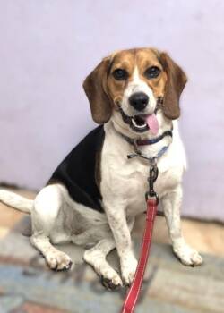 Beagle Dogs Available for Adoption in Savannah, Georgia - Bianca | PetCurious