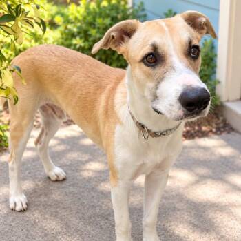Leo -  Shepherd Dog for Adoption in Houston, Texas - Leo | PetCurious
