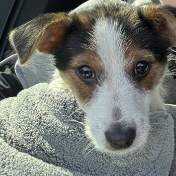 Wirehaired Terrier Dogs Available for Adoption - Finley | PetCurious