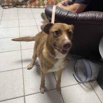 Folarin -  Mixed Breed Dog for Adoption in Savannah, Georgia - Folarin | PetCurious