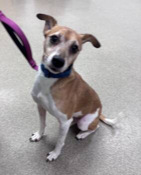 Woody -  Terrier Dog for Adoption in Little Rock, Arkansas - Woody | PetCurious