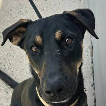 Bubba -  Mixed Breed Dog for Adoption in Cheyenne, Wyoming - Bubba | PetCurious