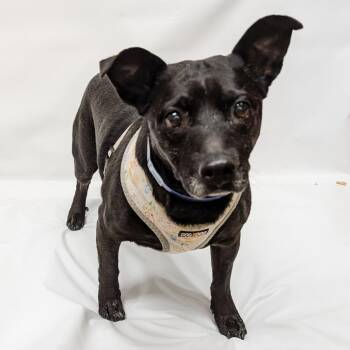 Mixed Breed Dogs Available for Adoption in Parker, Colorado - 638 (2026) Smokey | PetCurious