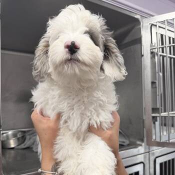 Vecepia -  Miniature Schnauzer and Poodle Dog for Adoption in Northbrook, Illinois - Vecepia | PetCurious