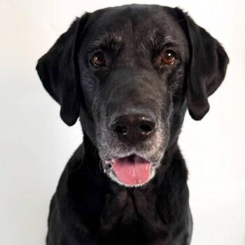 Brutus -  Black Labrador Retriever Dog for Adoption in Scottsdale, Arizona - Brutus | PetCurious