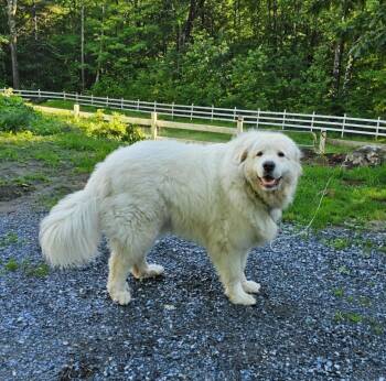 WYNTER CLOUD in NH -  Great Pyrenees Dog for Adoption in Newport, New Hampshire - WYNTER CLOUD In NH | PetCurious