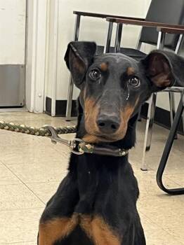 Doberman Pinscher Dogs Available for Adoption in Killeen, Texas - DANTE | PetCurious