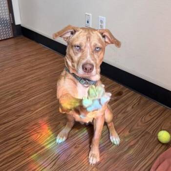 Willa -  Shepherd and Mixed Breed Dog for Adoption in Merriam, Kansas - Willa | PetCurious